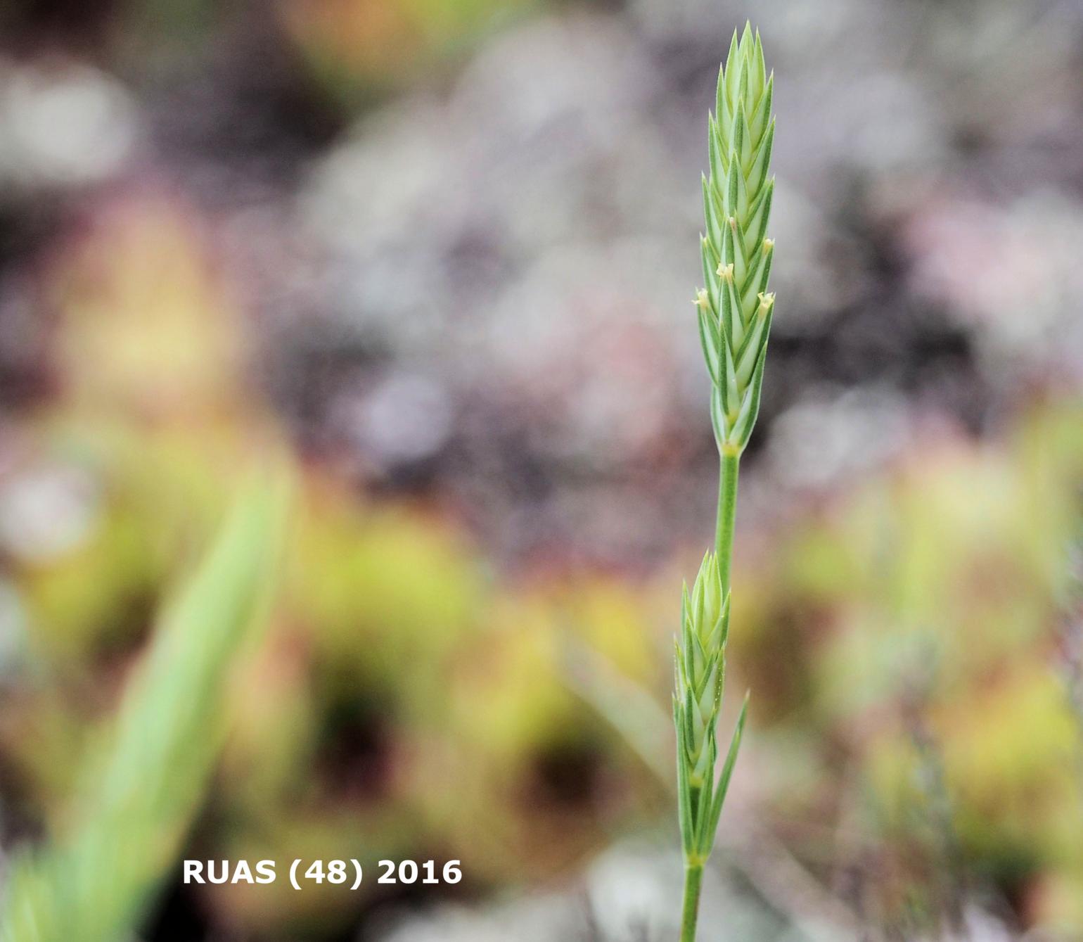 Crucianella, (Narrow-leaved)